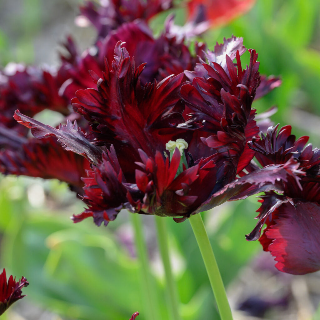 Black Parot Tulips