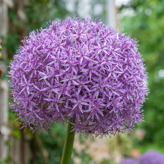 Allium Globemaster