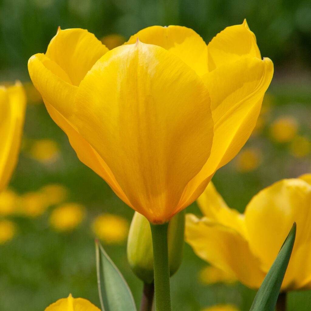 Golden Purissima Tulips