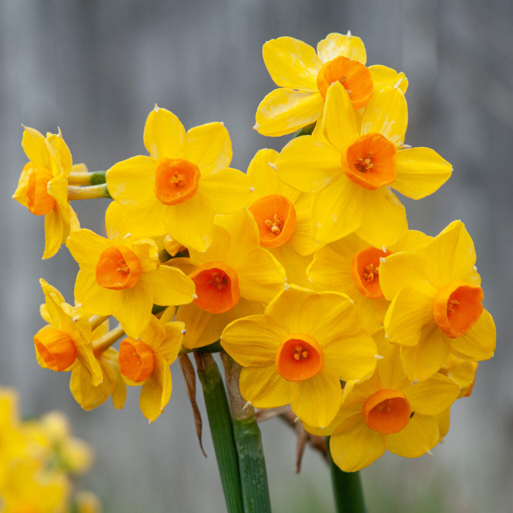 Daffodil Grand Soleil d’Or